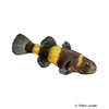 Brachygobius xanthozonus Bumblebee Fish