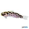 Duringlanis perugiae Oil Catfish