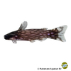 Tatia intermedia Driftwood Catfish