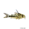 Corydoras boesemani Boeseman's Catfish