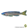 Cyprichromis leptosoma Sardine Cichlid