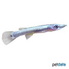 Belonesox belizanus Pike Killifish