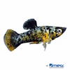 Poecilia sphenops var. Molly Ancient