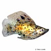 Poecilia latipinna var. Balloon Molly Marble Gold