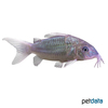 Brochis splendens Emerald Catfish