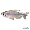 Alestopetersius caudalis Yellow Tailed Congo Tetra