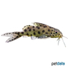 Synodontis petricola Pygmy Leopard Catfish