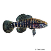 Elassoma zonatum Banded Pygmy Sunfish