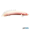 Polypterus senegalus 'Albino' Senegal Bichir Albino