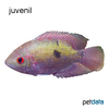 Hypselecara temporalis Emerald Cichlid