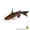 Tachysurus fulvidraco Tawny Dragon Catfish