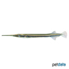 Xenentodon cancila Freshwater Needlefish
