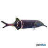 Gnathonemus petersii Elephantnose Fish