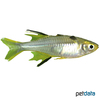 Marosatherina ladigesi Celebes Rainbow Fish