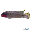 Pelvicachromis subocellatus Ocellated Kribensis