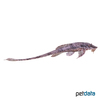 Rineloricaria parva Common Whiptail Catfish
