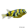 Colomesus psittacus Banded Puffer