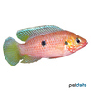 Rubricatochromis sp. 'Gabon' Red Gabon Cichlid