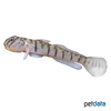 Awaous flavus Candy Cane Goby