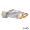 Poecilia velifera var. Giant Sailfin Molly Green
