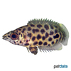 Ctenopoma weeksii Mottled Bushfish