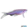 Danio rerio 'Longfin' Zebra Danio Longfin