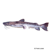 Pseudoplatystoma tigrinum Tiger Shovelnose Catfish