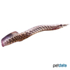 Mastacembelus frenatus East African Spiny Eel