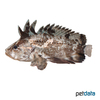 Neovespicula depressifrons Leaf Goblinfish