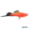Xiphophorus hellerii var. Swordtail Red Wagtail