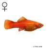 Xiphophorus hellerii ♀ Swordtail ♀