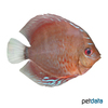 Symphysodon discus 'Tefe' Red Heckel Discus