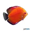 Symphysodon aequifasciatus var. Solid Firered Discus