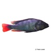 Haplochromis nubilus Blue Victoria Mouthbrooder