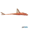 Rineloricaria sp. 'L010A' Red Lizard Catfish