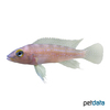Neolamprologus tetracanthus Fourspine Cichlid