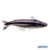 Pareutropius buffei Swallow Tailed Glass Catfish