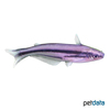 Pareutropius debauwi African Glass Catfish