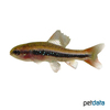 Poecilocharax weitzmani Black Darter Tetra