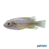 Pseudocrenilabrus multicolor Dwarf Egyptian Mouthbrooder