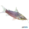 Dianema longibarbis Porthole Catfish