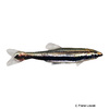 Nannostomus bifasciatus Whiteside Pencilfish