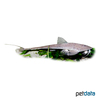 Pseudohemiodon laticeps Giant Whiptail Catfish