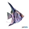 Pterophyllum scalare 'Peru' Peru Angelfish