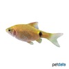 Pethia conchonius 'Gold' Rosy Barb Gold