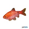 Pethia conchonius 'Red' Rosy Barb Red
