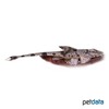 Rineloricaria fallax Delicate Whiptail Catfish