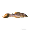 Ancistomus sp. 'L161' Snethlageae-Ancistomus L161