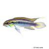 Apistogramma agassizii 'Blue' Agassiz's Dwarf Cichlid Blue