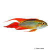 Apistogramma agassizii 'Red Gold' Agassiz's Dwarf Cichlid Red Gold